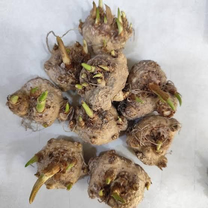 1 Bulb Calla Lily Seeds